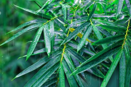 下雨天出远门好吗 遇事总下雨是什么征兆-第1张-风水-忧悟居